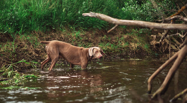 istock Thoroughbred Weimaraner dog drinking from river in forest 1187486865