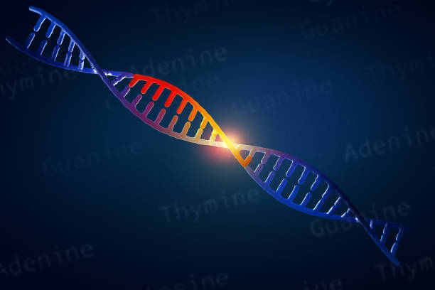 The concept is the innovations in DNA researches Background. stock photo The concept is the innovations in DNA researches Background. stock photo crispr photos stock pictures, royalty-free photos & images