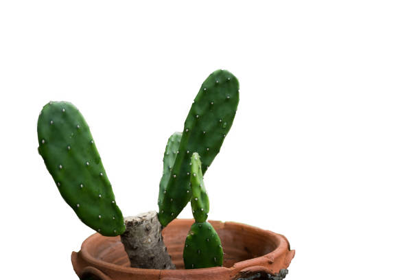 istock Cactus in a pot that cuts off the background, 1187488790