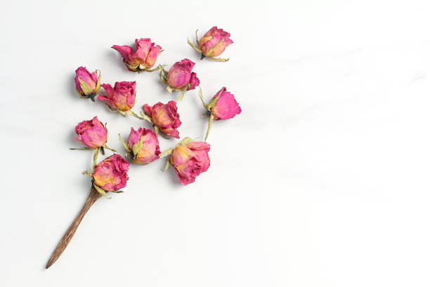istock composition on a marble surface. dry pink roses. minimal concept, flat lay, top view 1187493590