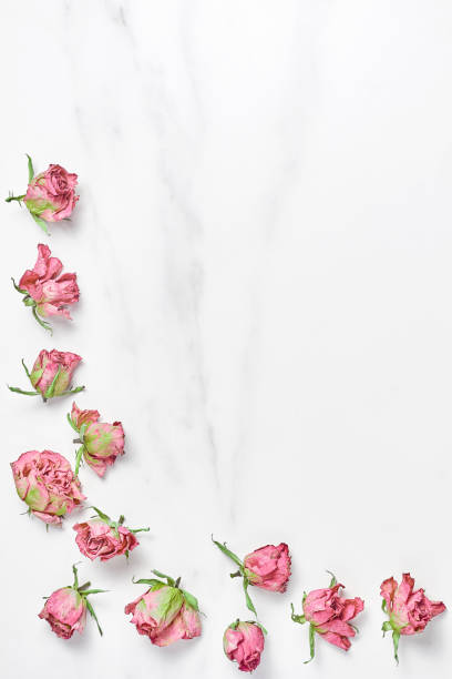 istock dry pink flowers on a marble background. frame lined with roses. flat layout, space for text 1187493598