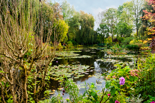 Japanese garden with lily pond