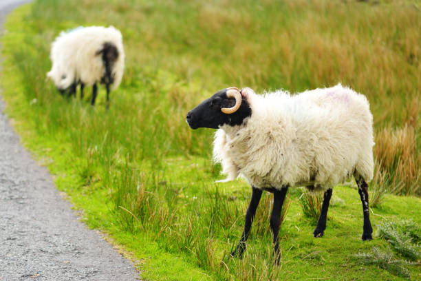 pecore contrassegnate da coloranti colorati che pascolano nei pascoli verdi. pecore adulte e agnellini che si nutrono nei prati verdi dell'irlanda. - footpath single lane road green tree foto e immagini stock