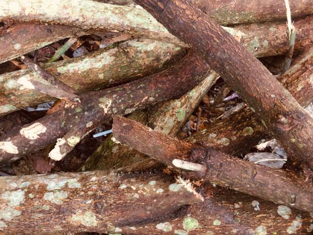 istock Dry twigs after being cut 1187499885
