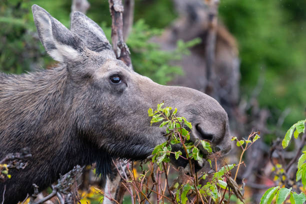 istock Cow moose in fall, Alces alces, female animal eating 1187506464