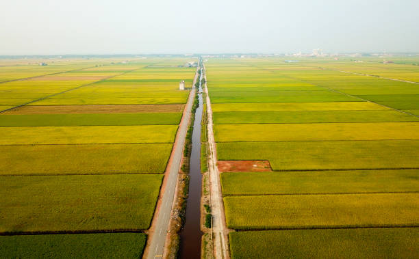 istock Agriculture: Golden Yellow Paddy Field in Malaysia 1187507872