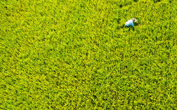 istock Agriculture: Golden Yellow Paddy Field in Malaysia 1187508198