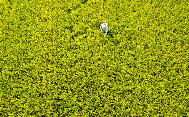 istock Agriculture: Golden Yellow Paddy Field in Malaysia 1187508268