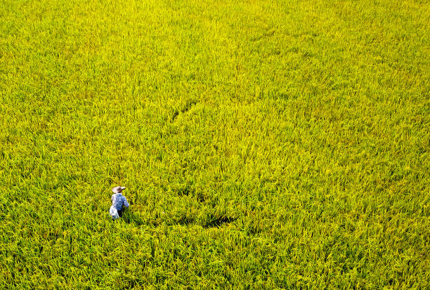 A drone view of golden yellow paddy field in Sekinchan, Selangor Malaysia.