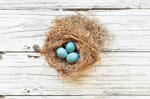 oeufs de robin européens dans un nid réel - birds nest animal nest animal egg blue photos et images de collection