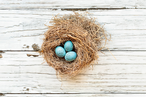 Real birds nest over a rustic wooden white table with small speckled Robin blue eggs. Selective focus on eggs with slight blurred background.