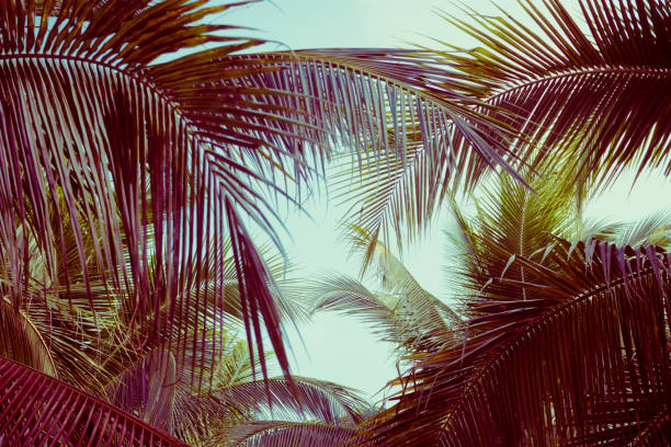 istock Coconut palm tree foliage under sky. Vintage background. Retro toned poster. 1187509947