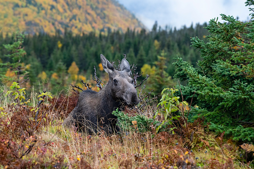 Bull moose resting in autumn colors along quiet road of the Grand Teton National Park of the Yellowstone Ecosystem in western USA of North America. Nearest cities are Jackson, Wyoming, Bozeman and Billings, Montana Salt Lake City, Utah, and Denver, Colorado
