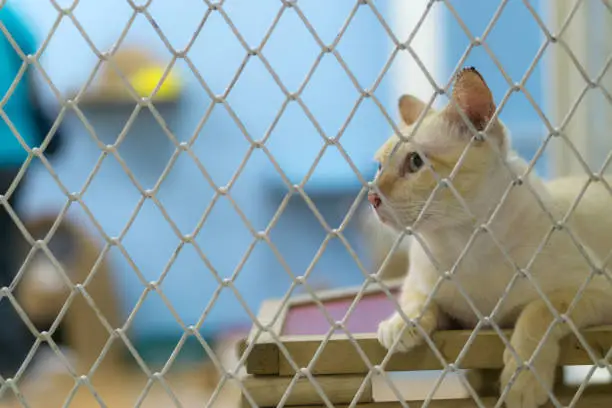 Sadly Stray cat in the cage.