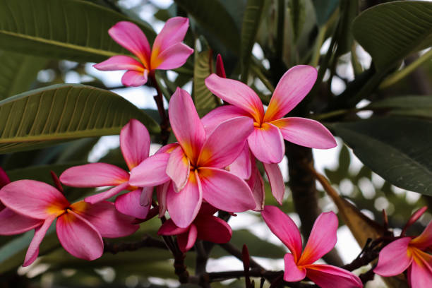 istock plumeria rubra flower 1187511562