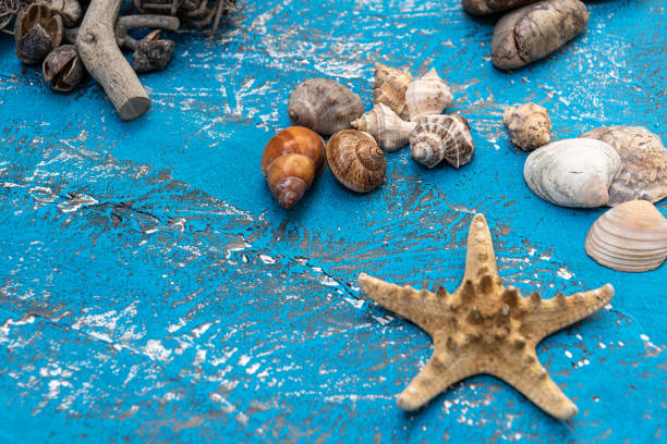 istock Starfish ornament next to snails and some rocks 1187512305