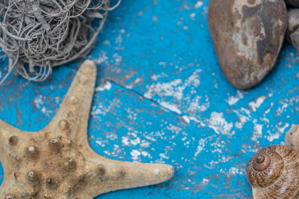 istock Starfish ornament next to snails and some rocks 1187512351