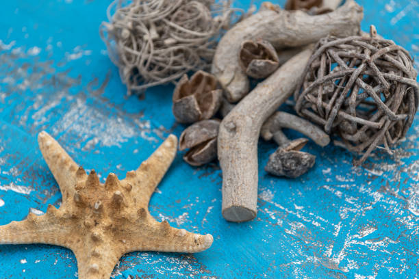 dried snails and starfish for rustic wood ornament