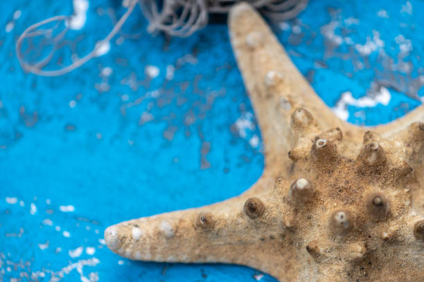 istock Starfish ornament next to snails and some rocks 1187513174
