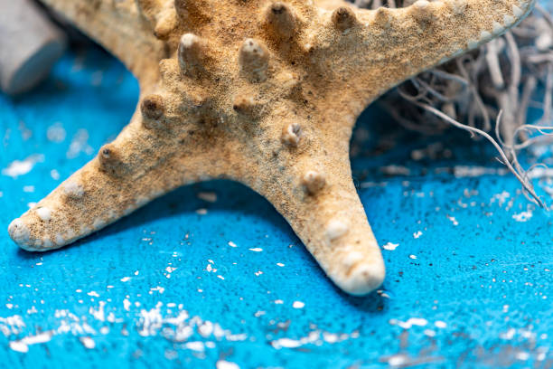istock Starfish ornament next to snails and some rocks 1187513395