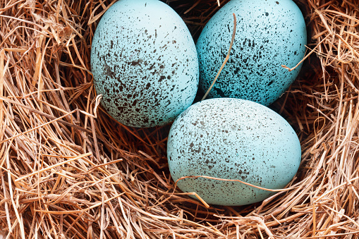 Easter. Closeup of colorful sugar eggs on a green grass