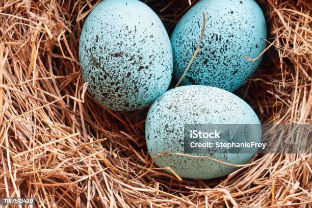 Macro Of European Robin Eggs In A Real Nest Stock Photo - Download Image  Now - Animal Egg, Egg - Food, Animal Nest - iStock