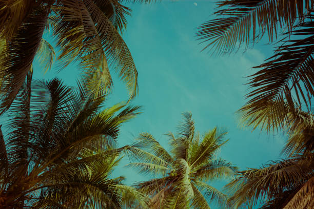 istock Coconut palm tree foliage under sky. Vintage background. Retro toned poster. 1187514510