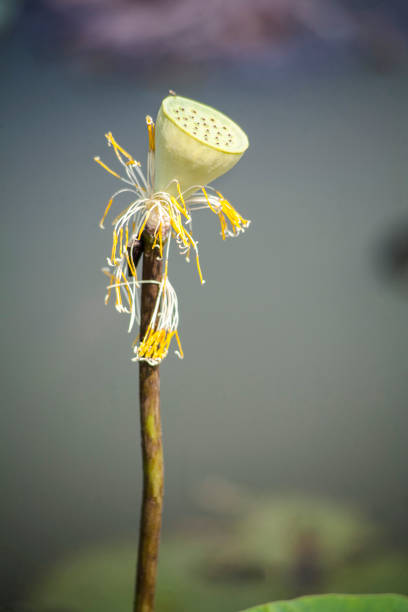istock Lotus flower in the pond 1187516327