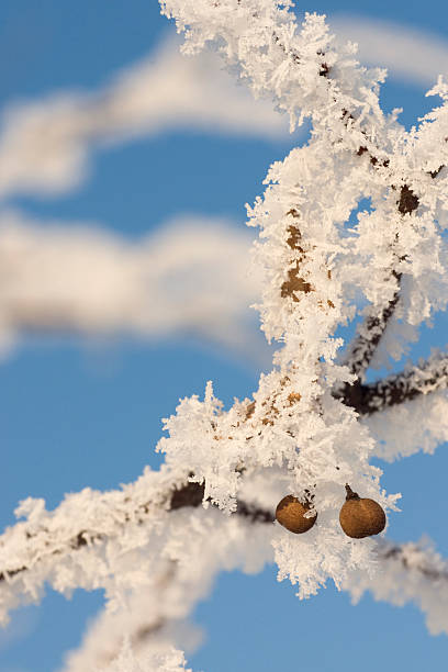 Winter macro stock photo