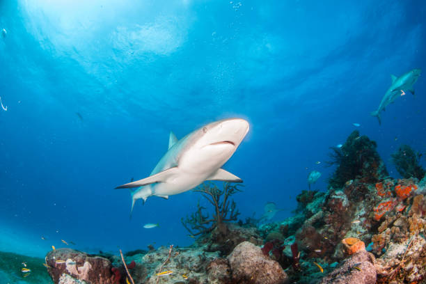 istock Caribbean reef shark at the Bahamas 1187519440