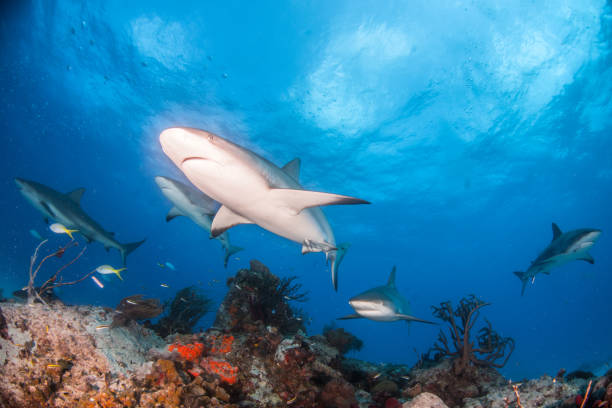 istock Caribbean reef shark at the Bahamas 1187519904