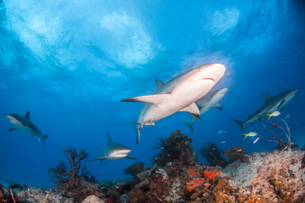 istock Caribbean reef shark at the Bahamas 1187519987