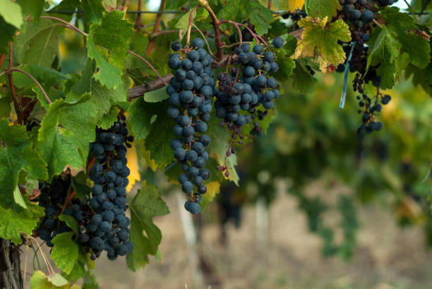 istock Cluster of grapes 1187520184