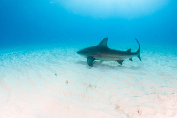 istock Bull shark at the Bahamas 1187520470
