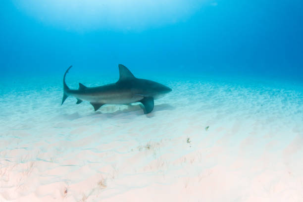 istock Bull shark at the Bahamas 1187521374