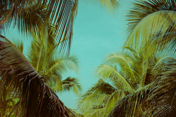 istock Coconut palm tree foliage under sky. Vintage background. Retro toned poster. 1187521793