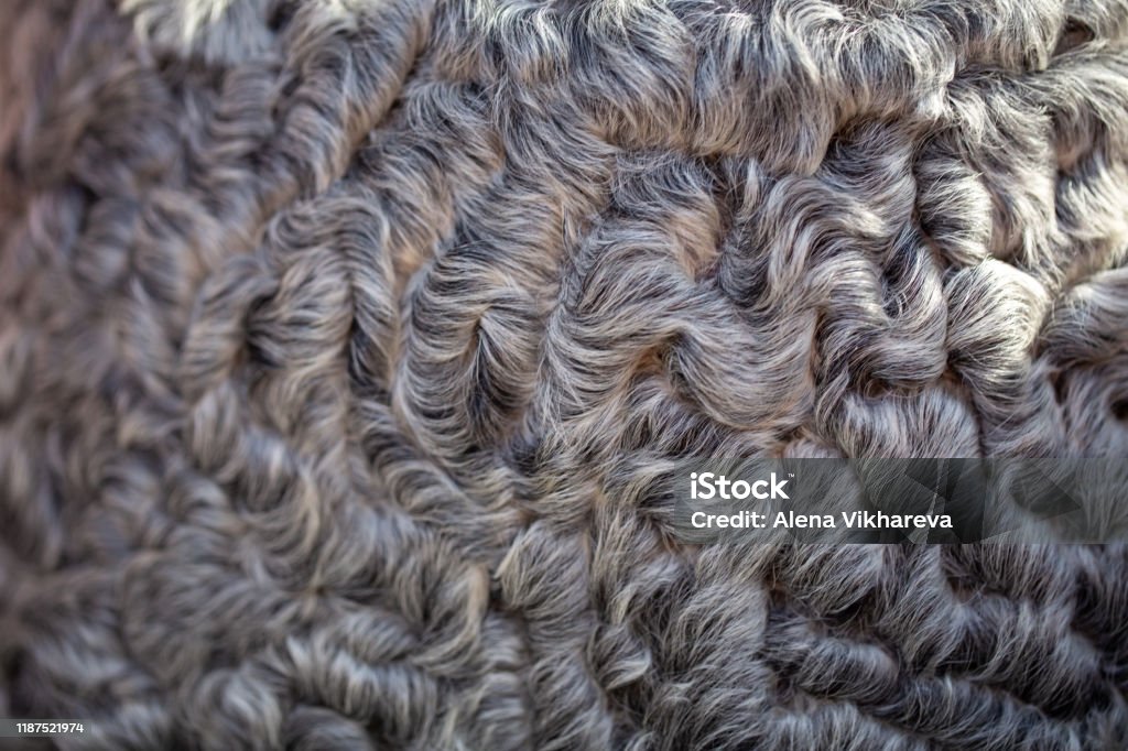 Texture Of Gray Astrakhan Fur Natural Background Stock Photo - Download  Image Now - Animal Hair, Astrakhan, Backgrounds - iStock