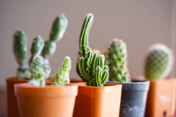 istock decorate home with cactus in pot 1187522834