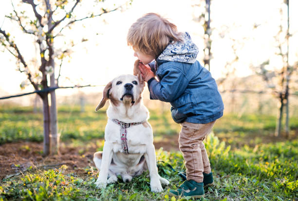 istock Small toddler boy standing in orchard in spring, playing with a dog. 1187523032