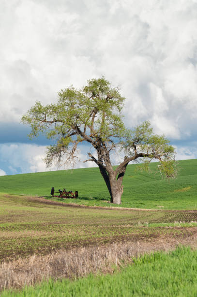 istock Lone Tree at Palouse Farm 1187524828