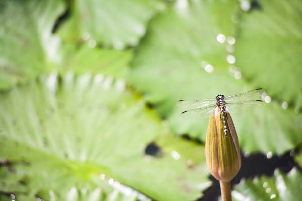 Lotus flowers in a tropical pool