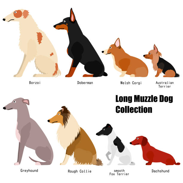 illustrazioni stock, clip art, cartoni animati e icone di tendenza di lunga raccolta di cani muso - naso lungo