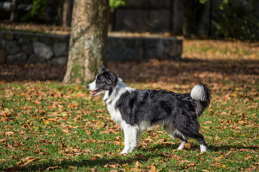 Black and white border collie stands at attention in a grass park