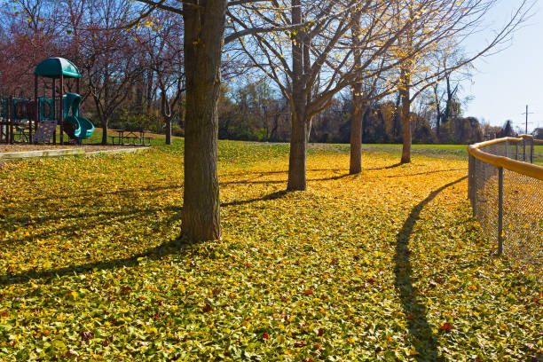 outono na área recreacional da igreja das quedas, virgínia, eua. - virginia ginkgo tree tree autumn - fotografias e filmes do acervo