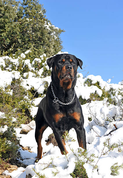 istock rottweiler in the snow 118753047