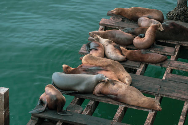 Seals in the sea bay at Pier 39 in San Francisco