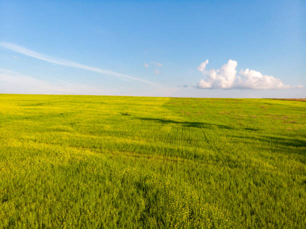 istock Beautiful summer landscape with meadow and road 1187534060