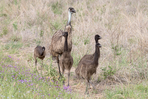 Male Emu takes care of the chicks when hatched