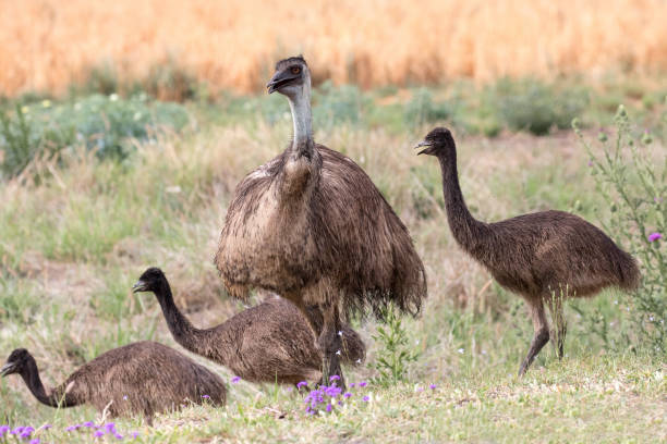 istock Male Emu and chicks 1187535761