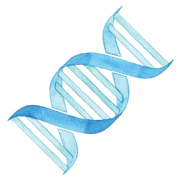 Watercolor DNA Vector illustration of DNA. helix model stock illustrations